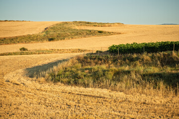 Obraz premium Golden farmland and vineyard in Spanish countryside