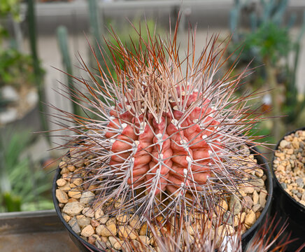Cactus Echinocactus parryi with a pronounced reddish coral body