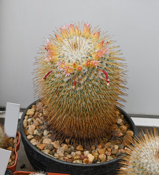The cactus of the mammillaria family is covered with a thick layer of golden-yellow thorns.