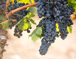 Obraz premium Ripe dark grape clusters hanging on grapevine