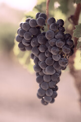 Obraz premium Ripe dark grape cluster hanging on grapevine