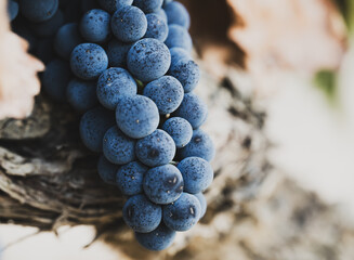 Obraz premium Ripe dark grape cluster growing beside old vine trunk