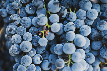Obraz premium Close-up texture of ripe blue-purple grapes