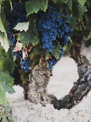 Obraz premium Abundant ripe grapes growing on mature grapevine