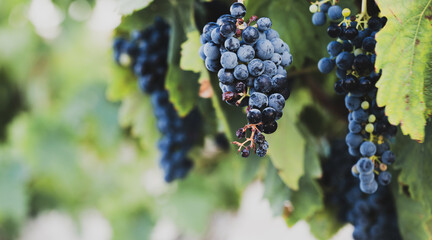 Obraz premium Ripe and partially dried grape clusters hanging on vine