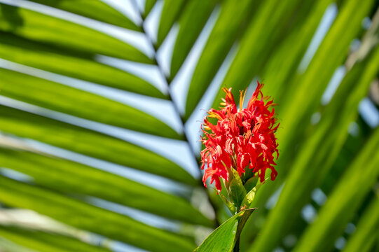  Pachystachys coccinea (Java - Indonesia)