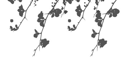 Silhouette of flowering cherry blossom branches hanging down isolated on transparent background © MDAzizul