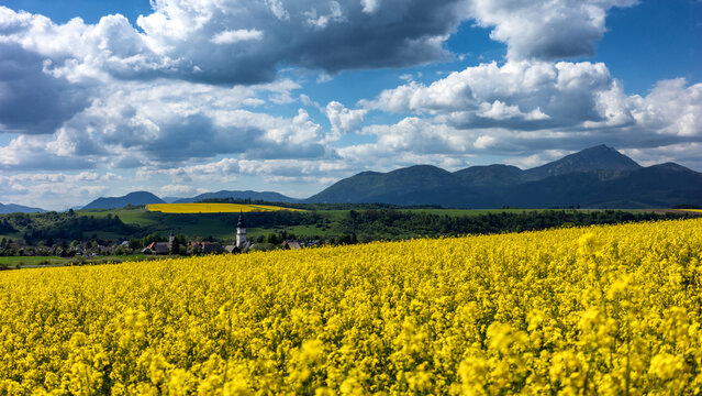 Blooming rapeseed field with Partizanska Lupca village and mountains in Liptov, Slovakia