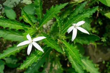 Close-up of blooming Hippobroma longiflora flowers with star-shaped white petals and serrated green leaves growing naturally outdoors in bright sunlight. © star