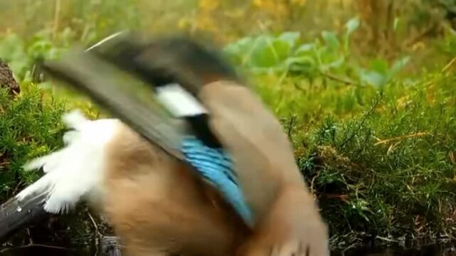 Eurasian jay bird standing in green grass near water in a natural forest environment