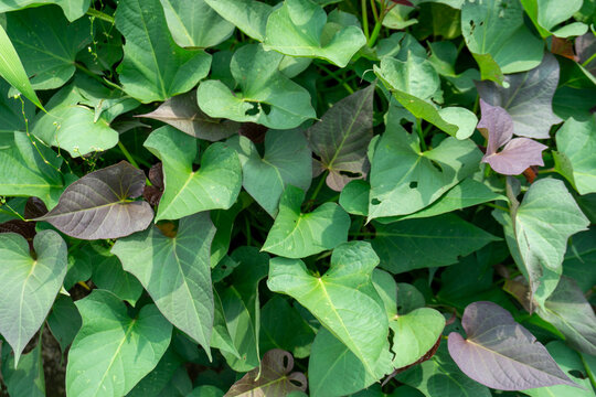 Lush green and purple sweet potato plant leaves (Ipomoea batatas) growing densely under natural daylight in an organic agricultural farm field during daytime