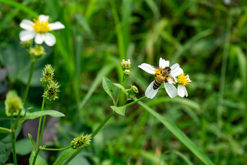 A honey bee (Apis cerana) collecting nectar on a blooming Spanish needle flower (Bidens pilosa) surrounded by green foliage on a sunny day © star