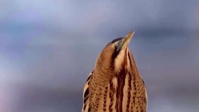Close up of a bittern bird looking upwards against a soft blurred natural background