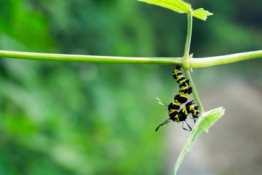 A yellow and black striped caterpillar, larva of Troides helena, crawling under a green stem vine of Aristolochia tagala against a blurry background.