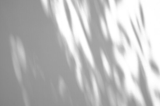 Abstract natural tree leaves shadow on white wall background