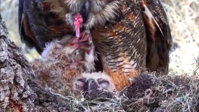 Great horned owl mother feeding her owlets in a nest on a tree branch in the wild