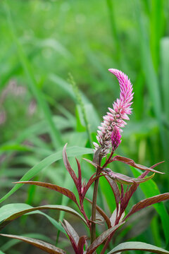 Vibrant pink plumed cockscomb flower (Celosia argentea) blooming beautifully with dark red foliage, isolated against a lush green natural blurred background outdoors in nature.