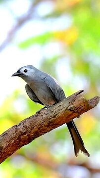 Ashy Drongo bird perched on a tree branch in a lush forest with soft natural bokeh background