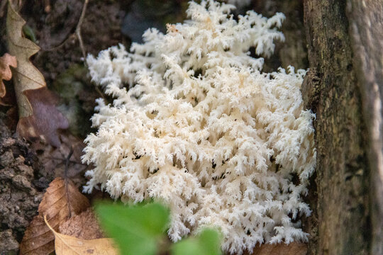 White Coral Fungus on Tree Stump