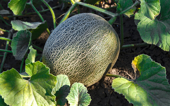 Ripe Melon with Textured Skin