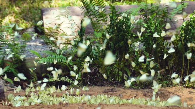 A group of beautiful yellow butterflies flying and perches to eat food and mineral water on the floor outdoors in the national park. Beauty in nature of butterfly species in Thailand in public park.