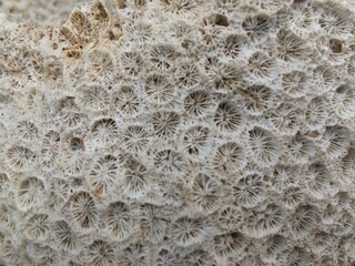 dead coral reefs texture © rahmad