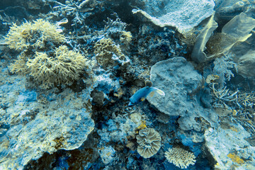Tropical coral reef seascape beneath clear blue water © JongHyeon
