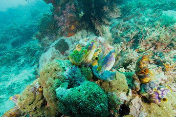 Colorful coral reef with tropical fish underwater © JongHyeon