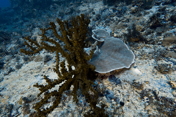 Sea fan and coral on a tropical reef © JongHyeon