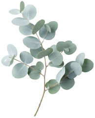 Obraz premium 회색빛 이 감도는 둥근 유칼립투스 잎 들 이 줄기 에 마주나 있는 식물 가지 화면 plant branch with gray-toned round eucalyptus leaves growing opposite each other on the stem
