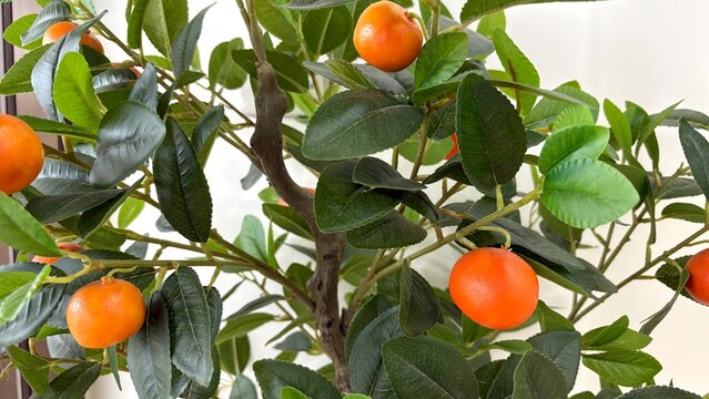 Close up many orages small size on the orange trees , white background.