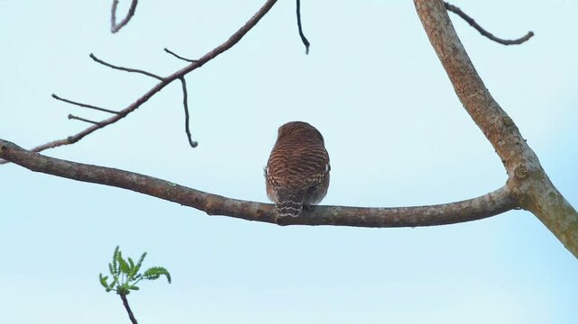 Small wild brown striped bird perched on a bare tree branch seen from behind against a clear light blue sky background
