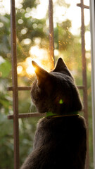 Silhouette of a cat sitting by a window at sunset © Olha