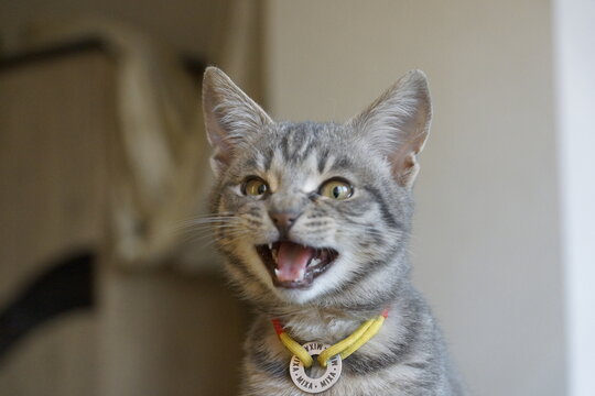 Playful gray tabby kitten meowing indoors