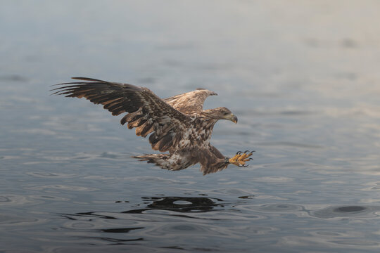 white-tailed eagle (Haliaeetus albicilla) hunting low over the water of Szczecin Lagoon, talons outstretched to catch prey with wings fully spread.