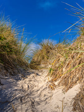 Landschaft mit Sandd&uuml;nen und D&uuml;nengras auf der Insel Hiddensee, Ostsee,  R&uuml;gen, Mecklenburg-Vorpommern, Deutschland