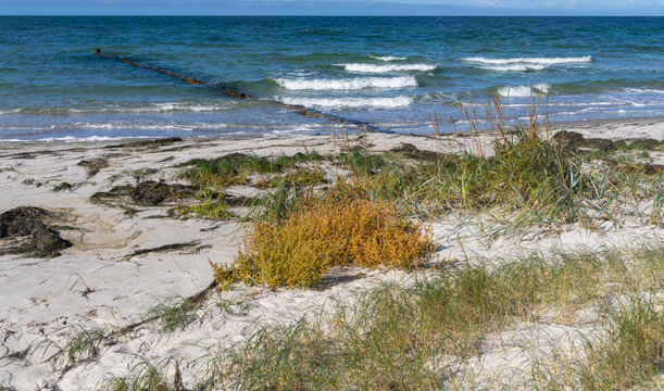 Landschaft mit Sandd&uuml;nen und D&uuml;nengras auf der Insel Hiddensee, Ostsee,  R&uuml;gen, Mecklenburg-Vorpommern, Deutschland