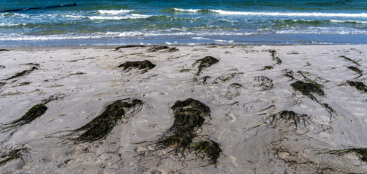 Detailfoto, Seetang am Strand auf der Insel Hiddensee, R&uuml;gen, Mecklenburg-Vorpommern, Deutschland