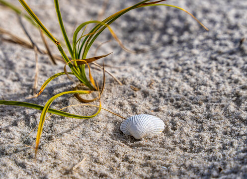 Detailfoto, kleine Muschel am Strand auf der Insel Hiddensee, R&uuml;gen, Mecklenburg-Vorpommern, Deutschland
