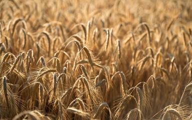 Obraz premium Dense field of ripe golden wheat