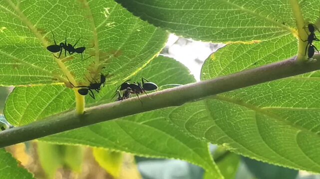 Black ants exploring green leaves and branches in a lush garden