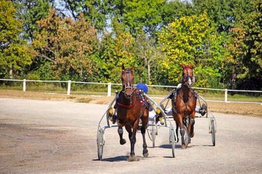 Two Harness Racing Horses with Sulky Carts Competing on Dirt Track