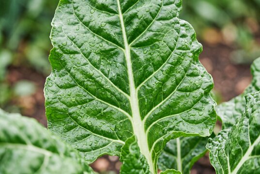 Fresh Green Swiss Chard Leaf Growing in Organic Farm Field