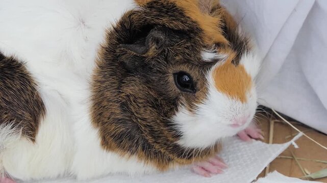 Adorable Tricolor Guinea Pig Close-Up Portrait Resting on White Bedding