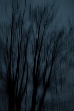 Blurred Bare Trees at Dusk. Minimalist photo