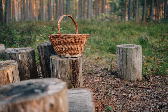 Empty wicker basket on tree stumps in a pine forest suggests mushroom and berry picking, seasonal foraging, wild harvest and peaceful outdoor lifestyle.