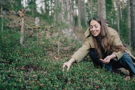 Smiling woman picking wild lingonberries in a pine forest, enjoying seasonal berry foraging, natural food gathering and peaceful outdoor recreation.