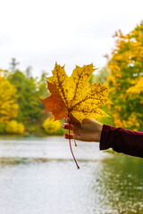Hand holding colorful autumn maple leaves beside a calm lake with golden trees and soft daylight in a seasonal outdoor nature scene © Анастасия Бабак