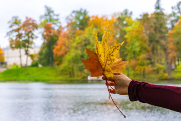 Hand holding colorful autumn maple leaves beside a calm lake with golden trees and soft daylight in a seasonal outdoor nature scene © Анастасия Бабак