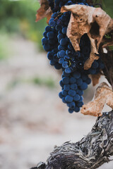Obraz premium Ripe dark grape cluster on old grapevine trunk